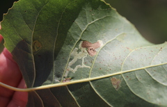 Stigmella populetorum