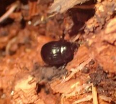 Pangaeus bilineatus