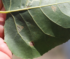 Stigmella populetorum