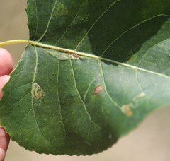 Stigmella populetorum
