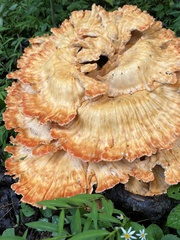Laetiporus sulphureus