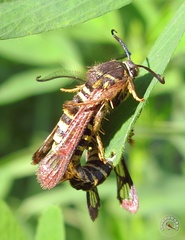 Pennisetia marginatum