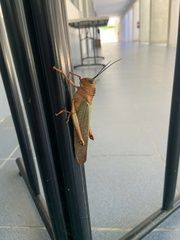 Tropidacris cristata
