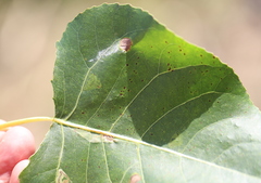 Stigmella populetorum