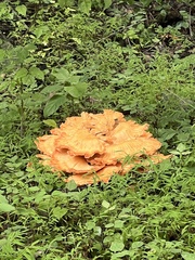 Laetiporus sulphureus
