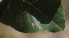 Stigmella populetorum