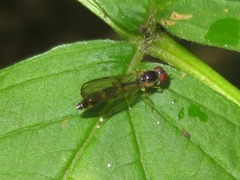 Baccha elongata