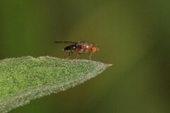 Geomyza tripunctata