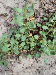 Rumex roseus