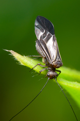 Cerastipsocus venosus