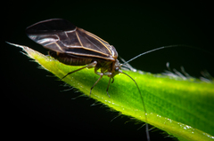 Cerastipsocus venosus