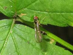 Baccha elongata