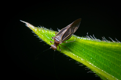 Cerastipsocus venosus