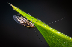 Cerastipsocus venosus