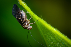 Cerastipsocus venosus