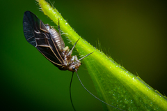 Cerastipsocus venosus