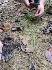 Equisetum arvense