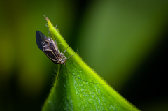 Cerastipsocus venosus