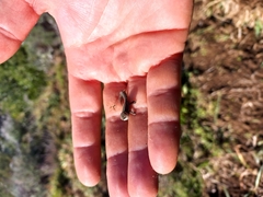 Pachydactylus geitje