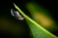 Cerastipsocus venosus