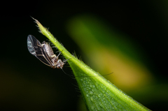 Cerastipsocus venosus