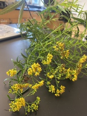 Gutierreziinae