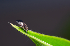 Cerastipsocus venosus