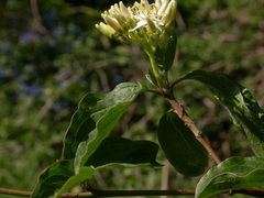 Cornus sanguinea