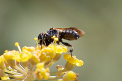 Crabroninae