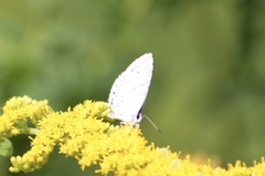 Celastrina neglecta