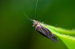 Cerastipsocus venosus