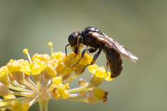 Crabroninae