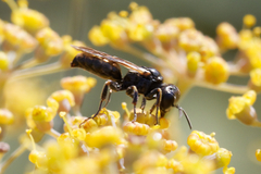 Crabroninae