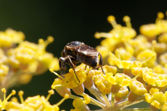 Crabroninae