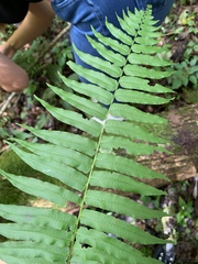 Homalosorus pycnocarpos