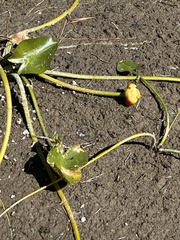 Nuphar polysepala