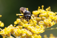Crabroninae
