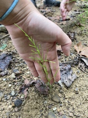 Equisetum arvense