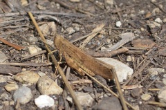 Dissosteira carolina