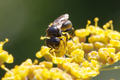 Crabroninae