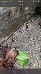 Lampropeltis triangulum