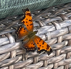 Polygonia progne