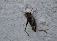 Platycleis albopunctata