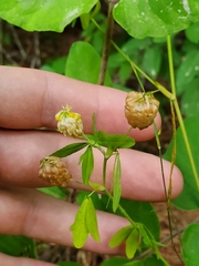 Trifolium aureum
