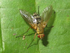 Dexiosoma caninum