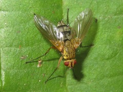 Dexiosoma caninum
