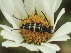 Typocerus sparsus
