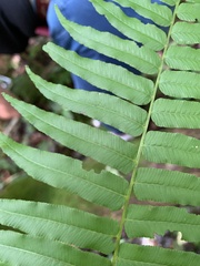 Homalosorus pycnocarpos