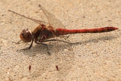 Sympetrum striolatum