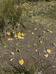 Nuphar polysepala